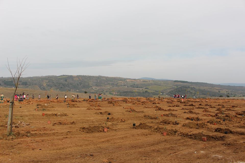 Dia da Arvore Braganca2