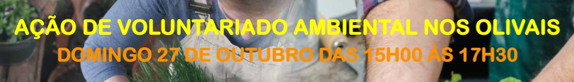 banner vol olivais19