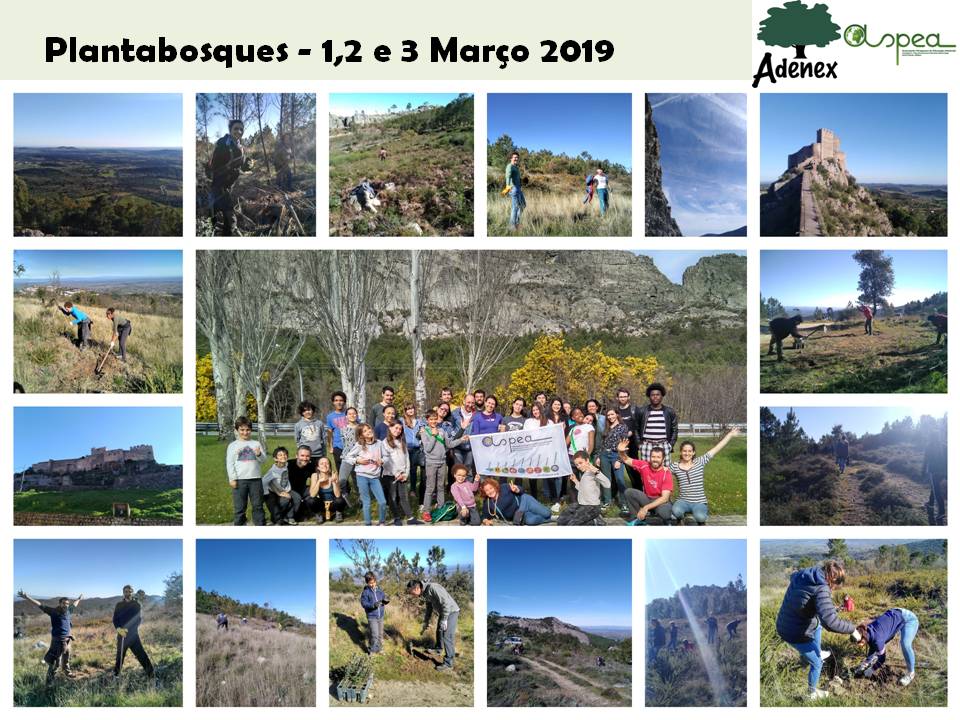 cllage Plantabosques 2019
