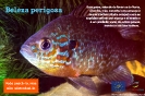 Beleza perigosa