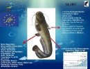 Siluro