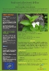 Tradescantia fluminensis Velloso