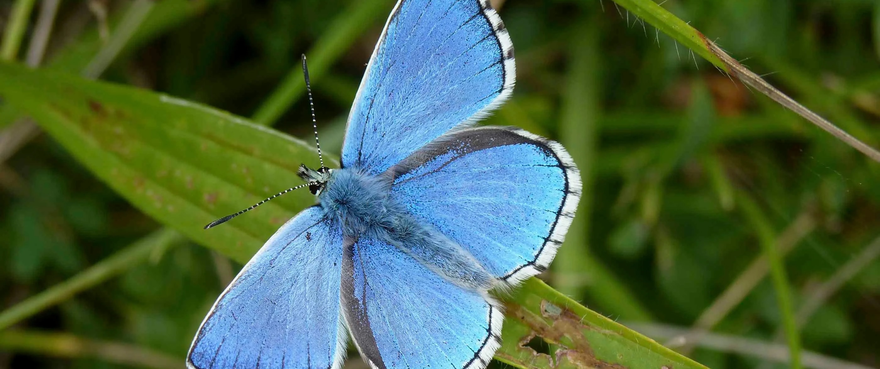 BeButterflyFriendly