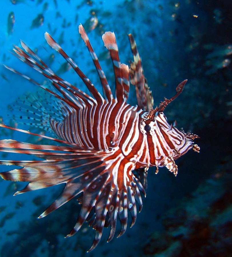 LIFE INVASAQUA