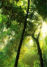 Biodiversity